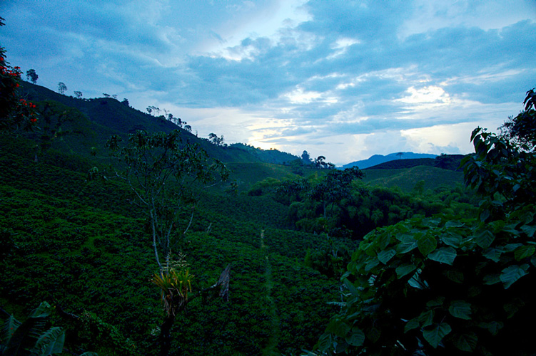 perubahan-iklim-memengaruhi-produksi-kopi